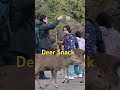 deer snack shikasenbei早朝は空腹のシカ部メンバー。　 shorts 奈良の鹿 奈良公園 deer narapark