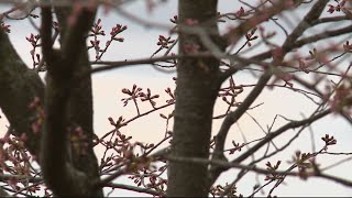 Will strong winds impact cherry blossoms?