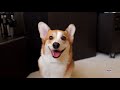 SMART DOG TOYS - Best Toys for Intelligence