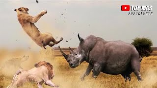 RINOCERONTES FURIOSOS | LA LEY DEL MÁS FUERTE | BATALLAS ÉPICAS DE ANIMALES CAPTADAS EN CÁMARA