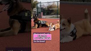 警察犬さんの動画見て笑ったら寝ろwwwwww