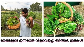 ഞങ്ങളുടെ ഒരു സായാഹ്ന ബീൻസ് വിളവെടുപ്പ്/ beans, Swiss chard, kale shallots harvest in Alberta,Canada.