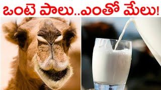 ఒంటె పాలు..ఎంతో మేలు || Camel Milks Health Benefits || ROYAL TELUGU ||