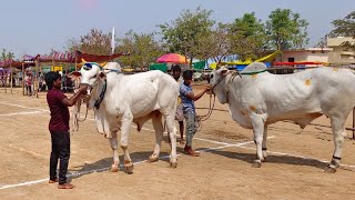 srirangapuram 6 teeth bulls race 1st kadi