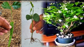 Grow Jasmine from cuttings using natural rooting hormone aloe vera - 100 % Growth for Beginners