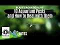 Episode 7 - 10 Aquarium Pests and How to Deal with Them - Blake's Aquatics Live Bites