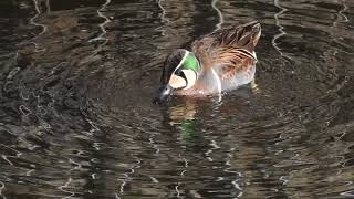 トモエガモ 横浜 恩田川 Baikal Teal / Sibirionetta formosa DSCN4452