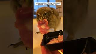 The man adopted a baby owl that had gotten separated from its mother #owl #birds #shorts