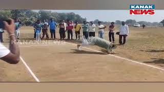 BJD MLA Bhupinder Singh Injured While Testing Own Cricketing Skill In Narla