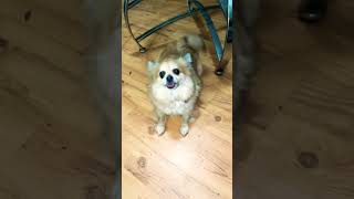 Pet Lover 🐶Super cute doggies #trending #viral #shortvideo
