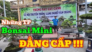 Những TP Bonsai Mini ĐẲNG CẤP - Của AE TT.Nam Giang tại Lễ Hội làng nghề Vân Tràng !