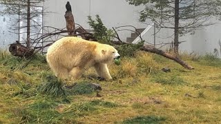 20201119:今日の円山動物園