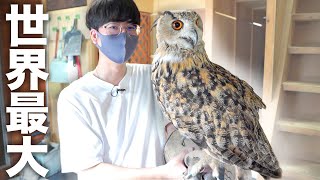 世界最大のミミズクに噛まれると痛いのか？