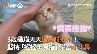 3歲橘貓天天追媽討抱抱！堅持「搖搖＋吸指」樂當小北鼻｜萌寵｜貓咪