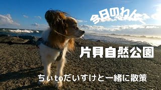 千葉県九十九里浜 片貝自然公園夕方編 チワワとパピヨンで公園探し