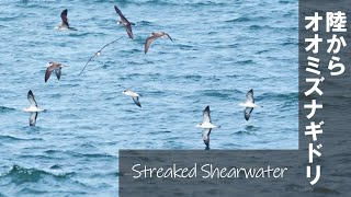 Streaked Shearwater 陸からオオミズナギドリ【野鳥撮影/野鳥動画】