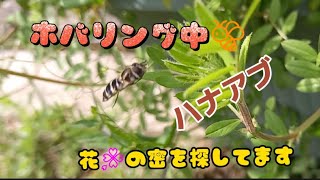 ハナアブのホバリング🐝花を探して草のまわりを、一生懸命探し回っています❗