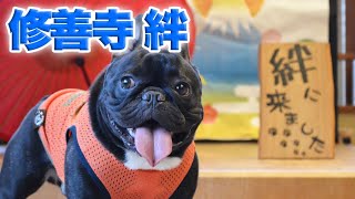 犬と泊まれる修善寺 絆１　ココと旅館で過ごす夏休み旅行