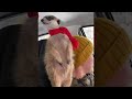 Meerkat Sits On Dad's Shoulder || ViralHog
