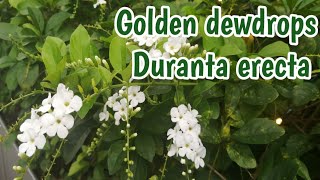 Golden Dewdrops | Pigeon berry | Duranta Erecta