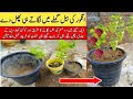 How to plant two types of grape vines in one pot at home