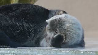 鳥羽水族館 ラッコ ねむねむキラちゃん~おやすみまで ｢お手入れもういっか…｣