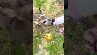 Goat Milk Freestyle #shorts #youtubeshorts #goat #trollface #viralvideo