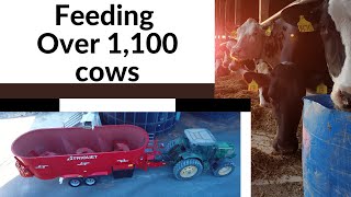 Feeding Cows in a 13 Minute Video