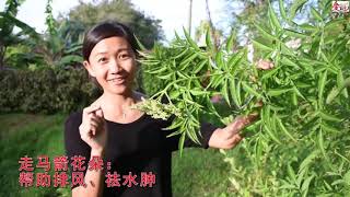 草药世家 大马草药师