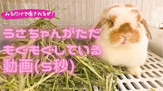 【うさぎ】ロップイヤーがただもぐもぐしているだけでかわいい動画