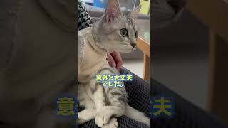 避妊手術、頑張りました！#猫動画 #shorts #抜糸 #頑張った