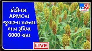 Mandi : કોડીનાર  APMCમાંજુવારના મહત્તમ ભાવ રૂપિયા  6000 રહ્યા |  APMC |  GUJARAT  | Tv9News