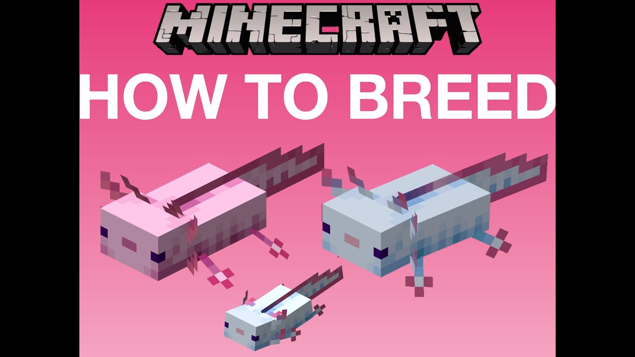 How To Breed An Axolotl In Minecraft Youtube