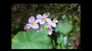 Exploring for Begonias \u0026 Gesneriads  in the Wilds of China - Steven Maciejewski