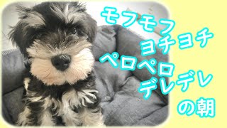 寝起きの子犬をただ愛でる動画【ミニチュアシュナウザー】