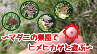 【蝶採集】No.7マダニの巣窟でヒメヒカゲと戯れて来ました。