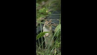 野性 の シマリス 呼ぶと 巣穴 からやってくる chipmunk came out from ground #shorts