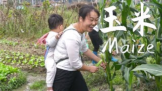 Wife to pick corn shoots, mother-in-law said what, provoke the wife laughed