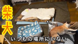 ぐうたらしてるはずの柴犬がいないので探します。