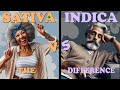 Sativa vs Indica: The Truth Explained