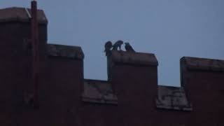 Peregrine Falcon Feeding Young