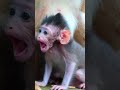 Ep674. Adorable Monkeys Doing Funny Things for Attention