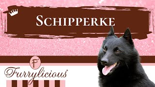 Schipperke Breed Facts