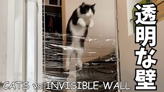 【はちわれねこ】ラップの透明の壁で封印、かわいいジャックが挑戦！ Cat vs Invisible Wall