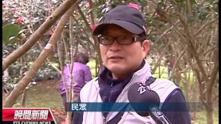 20140104 公視晚間新聞 花況上網即時查 北市設賞花網頁