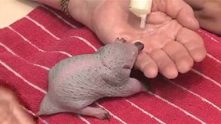 (中文字幕)有關於針鼴寶寶的真相True Facts About Baby Echidnas