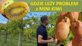 Czy Mini Kiwi Zdobędzie większą popularność od Borówki ?