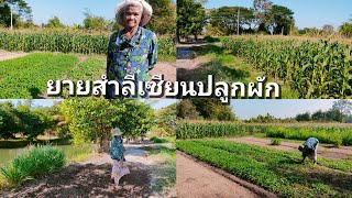 ยายปลูกผักขายทั้งปี ผักบุ้ง ข้าวโพด🌽 มีรายได้ทั้งปี