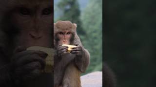 Boht e bhooka tha..iski ye 8th thi #youtubeshorts ##trending #monkey #funnymonkey