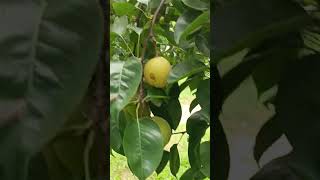 नाशपाती की खेती कैसे करें। nashpati | Punjab beauty pear | Asian pear nashpati ki kheti |